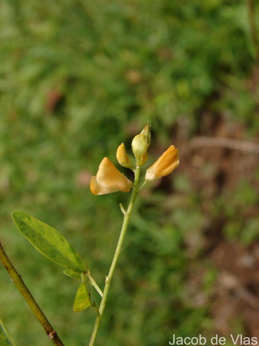 Codariocalyx motorius (Houtt.) H.Ohashi